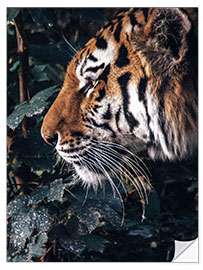 Selvklebende plakat Tiger in profile