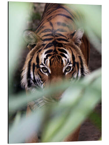 Alubild Tiger auf der Pirsch