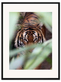 Gerahmter Kunstdruck Tiger auf der Pirsch