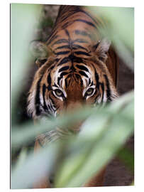 Gallery print Tiger on the prowl