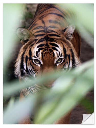 Selvklæbende plakat Tiger on the prowl