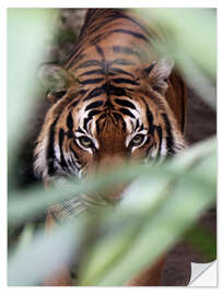 Selvklebende plakat Tiger on the prowl