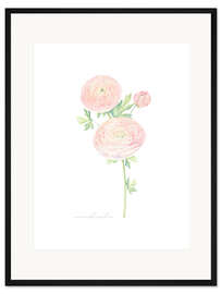 Gerahmter Kunstdruck Ranunkel