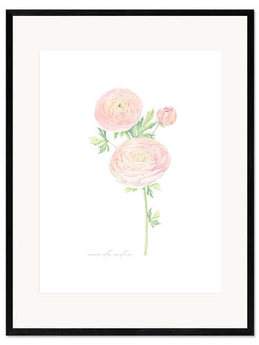 Kehystetty taidepainatus Ranunculus