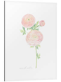 Magnettafel Ranunkel