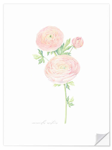 Muursticker Ranunculus