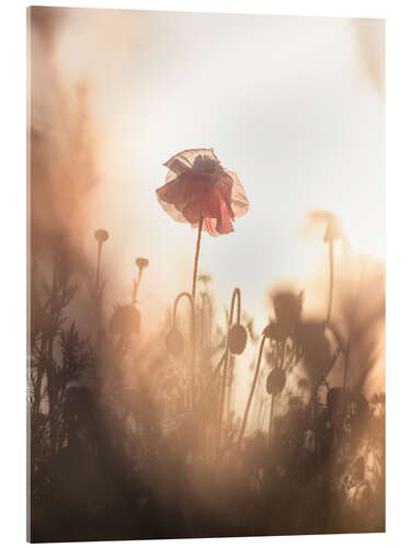 Akryylilasitaulu Dreamy poppies