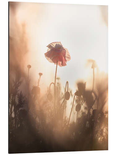 Alubild Verträumter Mohn