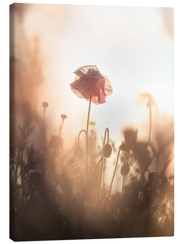 Tableau sur toile Coquelicots rêveurs