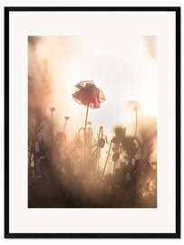 Gerahmter Kunstdruck Verträumter Mohn