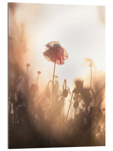 Galleriprint Dreamy poppies