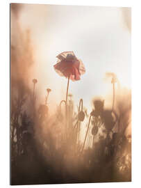 Gallery print Dreamy poppies