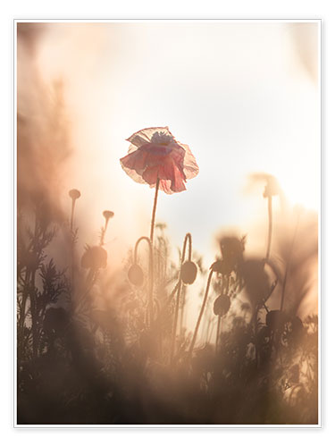 Poster Dreamy poppies