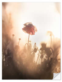 Selvklebende plakat Dreamy poppies