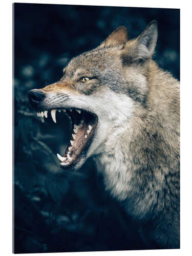 Acrylic print Wolf shows teeth