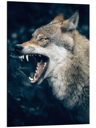 Aluminium print Wolf shows teeth