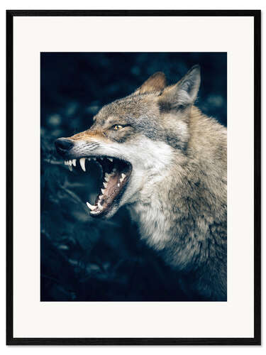 Impression artistique encadrée Loup montre des dents