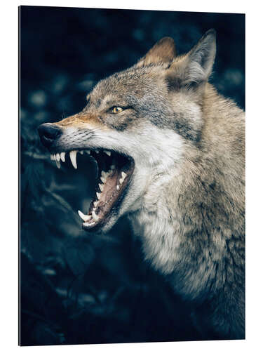 Galleriprint Wolf shows teeth