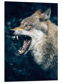 Gallery print Wolf shows teeth