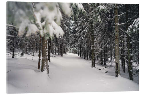 Quadro em acrílico Paisagem de floresta de inverno