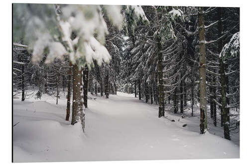 Aluminium print Winter forest landscape