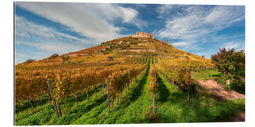 Gallery Print Weinberg mit Burgruine in Staufen