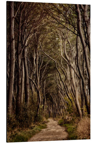 Tableau en aluminium Chemin à travers le Poelwald