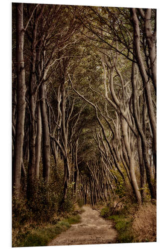 Hartschaumbild Weg durch den Poelwald