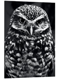 Aluminium print Owl on the lookout