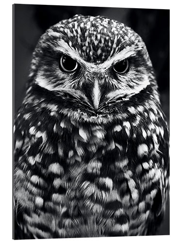 Galleriprint Owl on the lookout