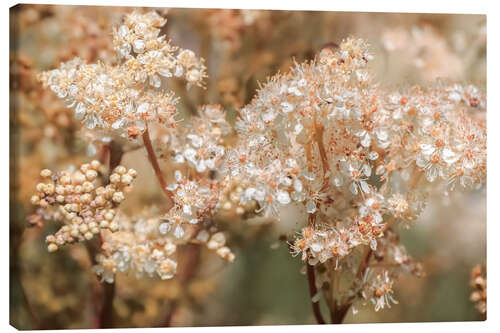 Canvas print Real meadowsweet