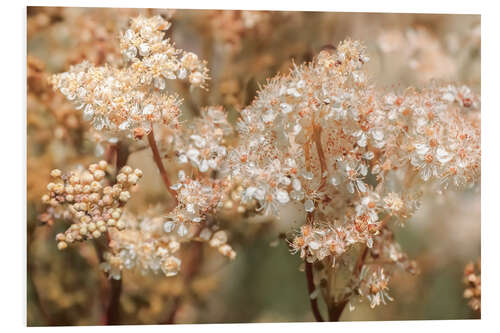 Foam board print Real meadowsweet