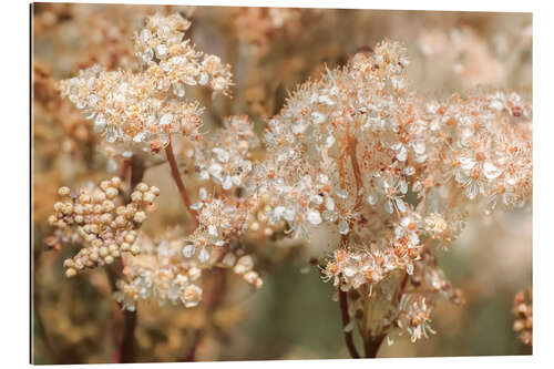 Gallery print Real meadowsweet