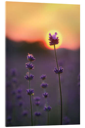 Acrylic print Sunflower