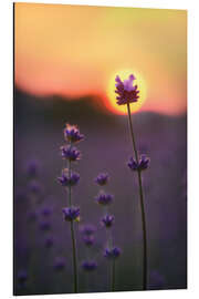 Magnettafel Sonnenblume