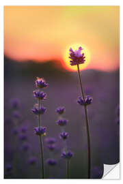 Selvklebende plakat Sunflower