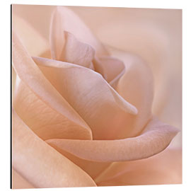 Tableau en aluminium Rose délicate