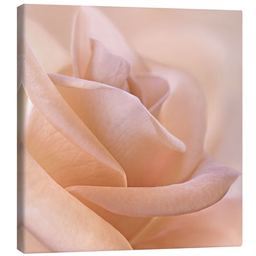 Canvas print Delicate rose