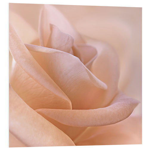 Foam board print Delicate rose