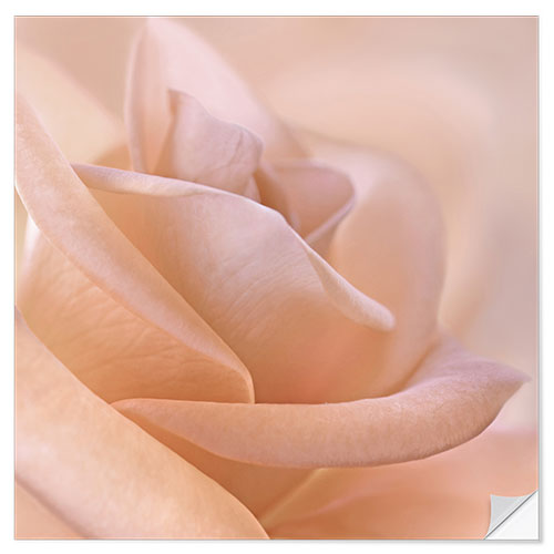 Selvklebende plakat Delicate rose