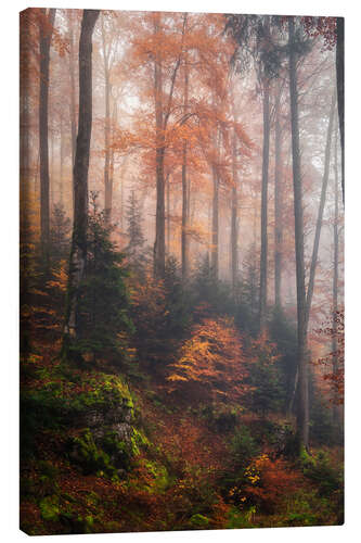 Canvas print In the cloud forest