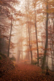 Magnettafel Herbstwald