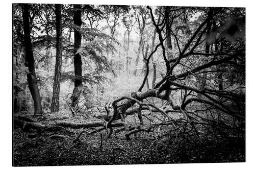 Aluminium print Jungle on the Darß, black and white