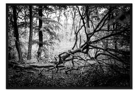 Gerahmter Kunstdruck Urwald auf dem Darß, schwarzweiß