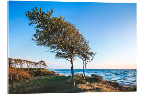 Galleritryck West beach on the Darß, Baltic Sea coast