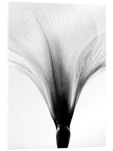 Acrylglasbild Amaryllis