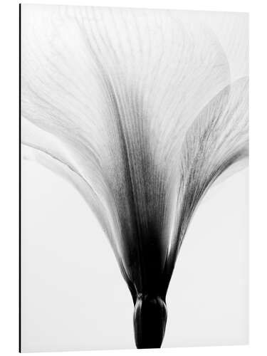 Aluminium print Amaryllis