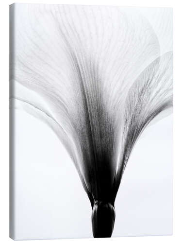 Canvas print Amaryllis