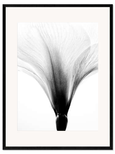 Ingelijste kunstdruk Amaryllis