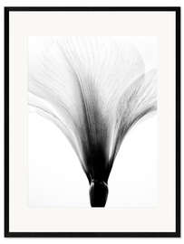 Ingelijste kunstdruk Amaryllis